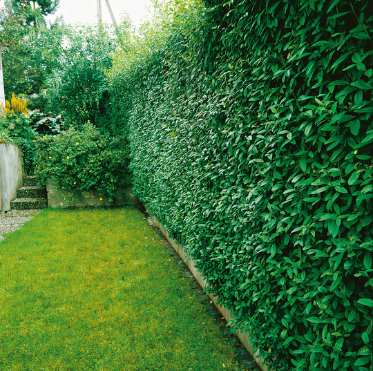 Ligustrum vulgare, 40-60 cm (Barrot) – bild 1