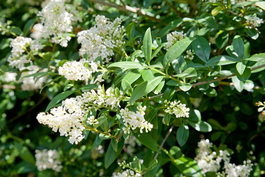 Ligustrum vulgare, 40-60 cm (Barrot) – bild 2