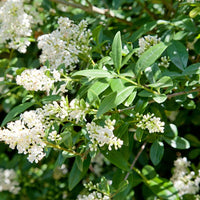 Ligustrum vulgare, 40-60 cm (Barrot) – bild 2