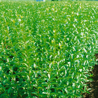 Ligustrum vulgare, 40-60 cm (Barrot) – bild 3
