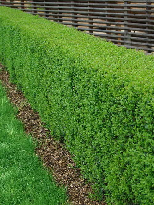 Ligustrum vulg. var. ital. 'Liga', 30-50 cm (Barrot) – bild 1