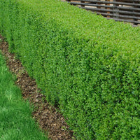 Ligustrum vulg. var. ital. 'Liga', 30-50 cm (Barrot) – bild 1