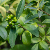 Ligustrum vulg. var. ital. 'Liga', 30-50 cm (Barrot) – bild 3