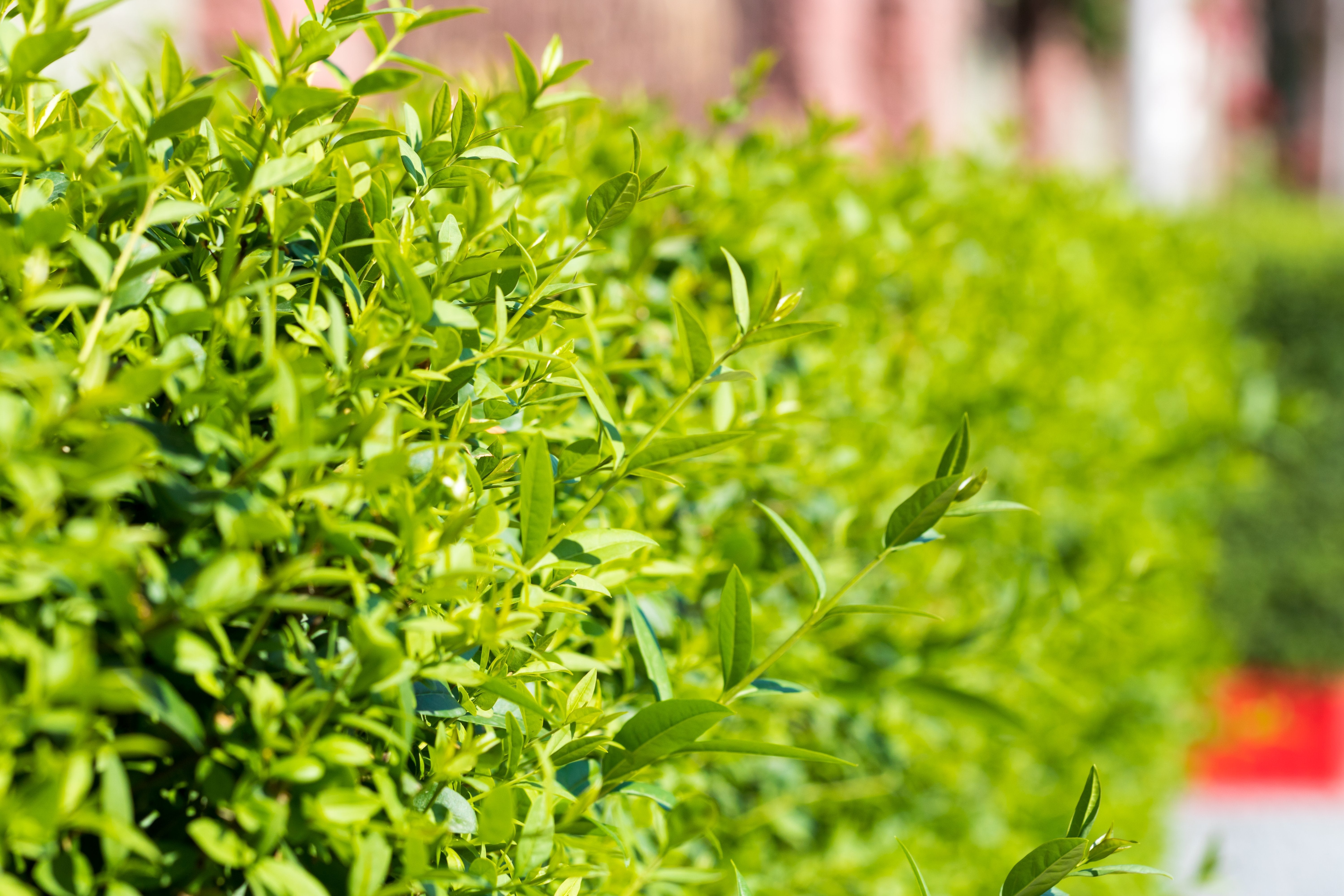 Ligustrum vulg. var. ital. 'Liga', 30-50 cm (Barrot) – bild 1