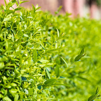 Ligustrum vulg. var. ital. 'Liga', 30-50 cm (Barrot) – bild 4