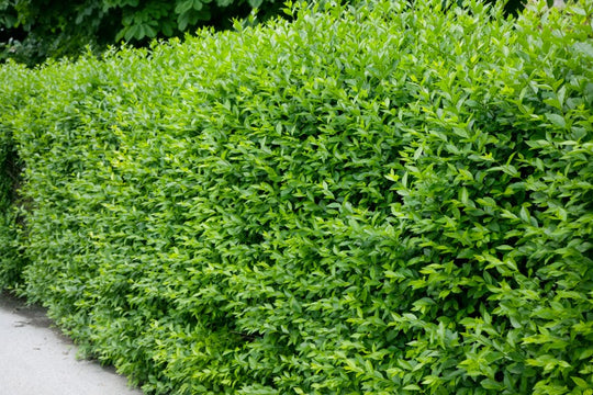 Ligustrum vulg. var. ital. 'Liga', 50-80 cm, 6-10 grenar (Barrot) – bild 1