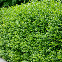 Ligustrum vulg. var. ital. 'Liga', 50-80 cm, 6-10 grenar (Barrot) – bild 1