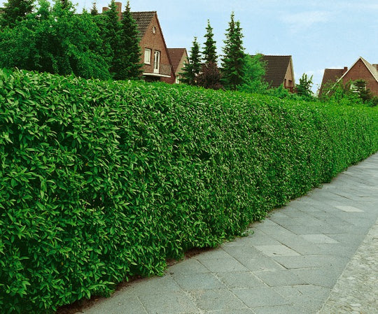 Ligustrum vulg. var. ital. 'Liga', 50-80 cm, 6-10 grenar (Barrot) – bild 2