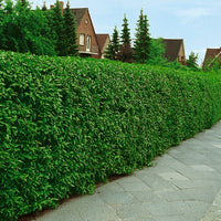 Ligustrum vulg. var. ital. 'Liga', 50-80 cm, 6-10 grenar (Barrot) – bild 2