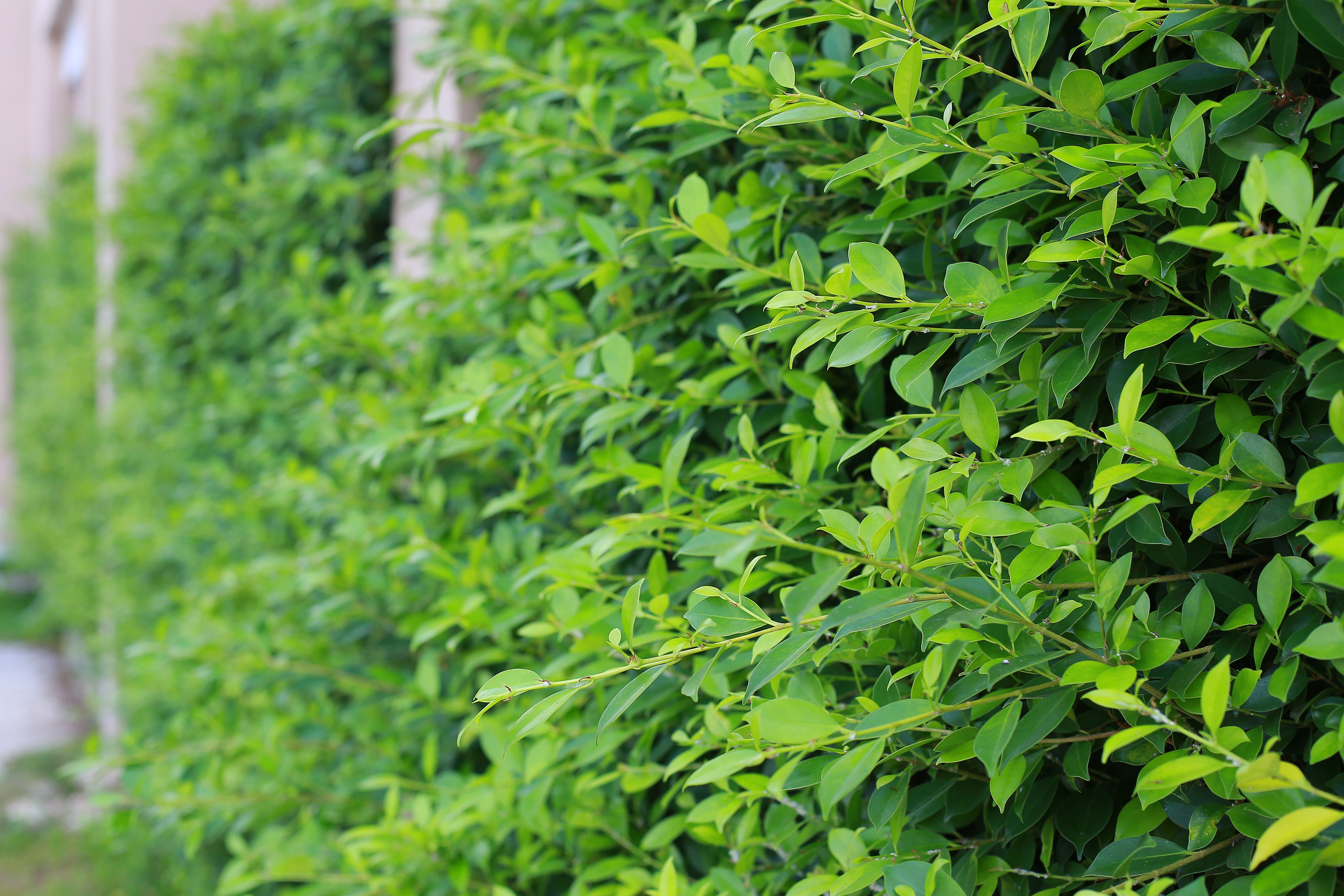 Ligustrum vulg. var. ital. 'Liga', 50-80 cm, 6-10 grenar (Barrot) – bild 1