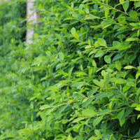 Ligustrum vulg. var. ital. 'Liga', 50-80 cm, 6-10 grenar (Barrot) – bild 4