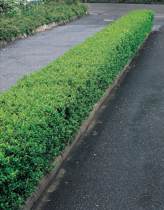 Ligustrum vulgare 'Lodense', 20-40 cm (Barrot) – bild 1