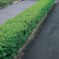 Ligustrum vulgare 'Lodense', 20-40 cm (Barrot) – bild 1