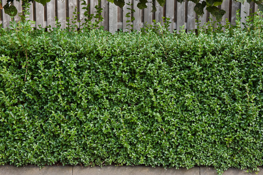 Ligustrum vulgare 'Lodense', 20-40 cm (Barrot) – bild 2