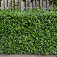Ligustrum vulgare 'Lodense', 20-40 cm (Barrot) – bild 2