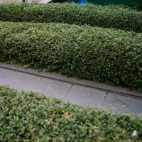 Ligustrum vulgare 'Lodense', 20-40 cm (Barrot) – bild 3