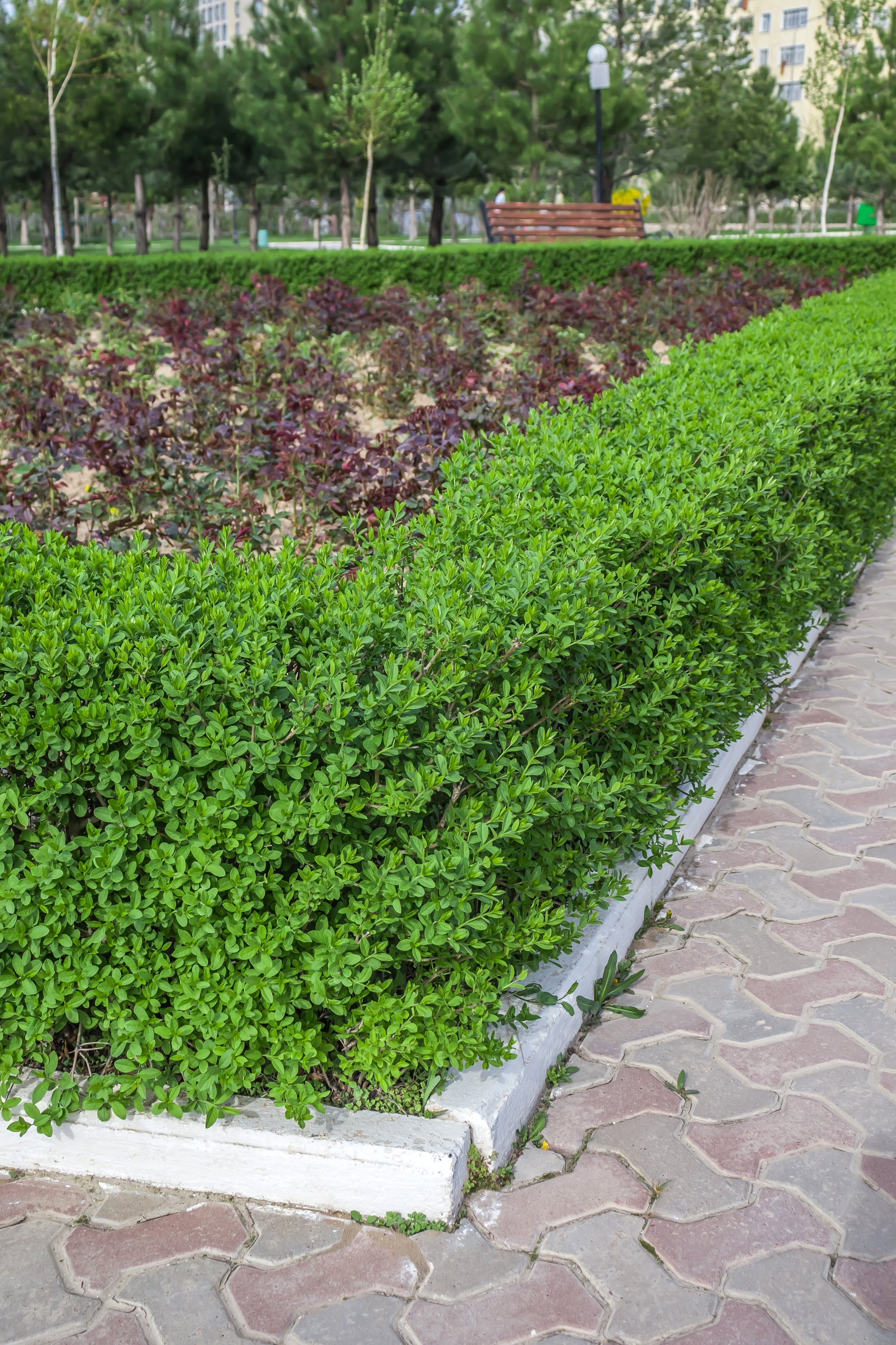 Ligustrum vulgare 'Lodense', 20-40 cm (Barrot) – bild 1