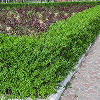 Ligustrum vulgare 'Lodense', 20-40 cm (Barrot) – bild 4