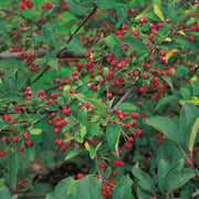 Malus toringo var. sargentii, 30-50 cm (Barrot) – bild 1