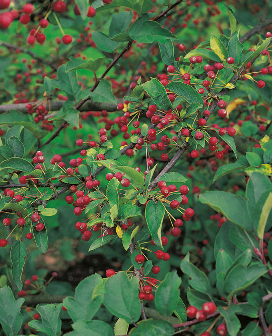 Malus toringo var. sargentii, 30-50 cm (Barrot) – bild 1