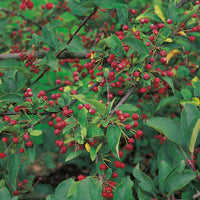 Malus toringo var. sargentii, 30-50 cm (Barrot) – bild 1