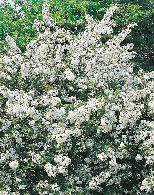 Malus toringo var. sargentii, 30-50 cm (Barrot) – bild 2