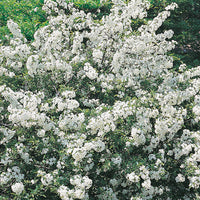 Malus toringo var. sargentii, 30-50 cm (Barrot) – bild 2