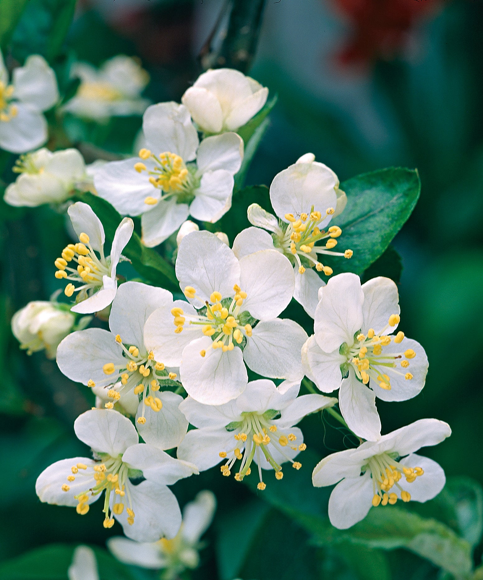 Malus toringo var. sargentii, 30-50 cm (Barrot) – bild 1