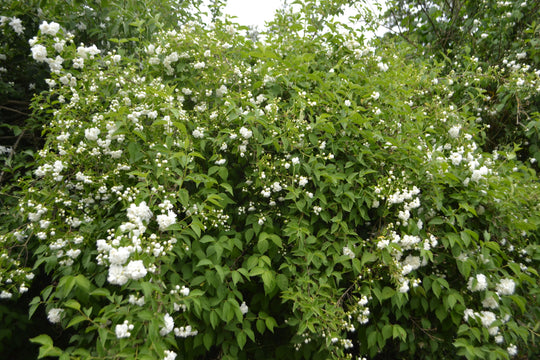 Philadelphus 'Mont Blanc', 30-50 cm (Barrot) – bild 1