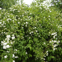 Philadelphus 'Mont Blanc', 30-50 cm (Barrot) – bild 1