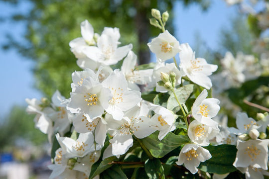 Philadelphus 'Mont Blanc', 30-50 cm (Barrot) – bild 2