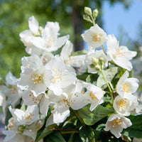 Philadelphus 'Mont Blanc', 30-50 cm (Barrot) – bild 2