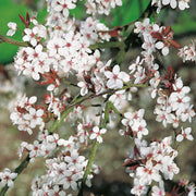 Prunus cerasifera, 60-100 cm (Barrot) – bild 1