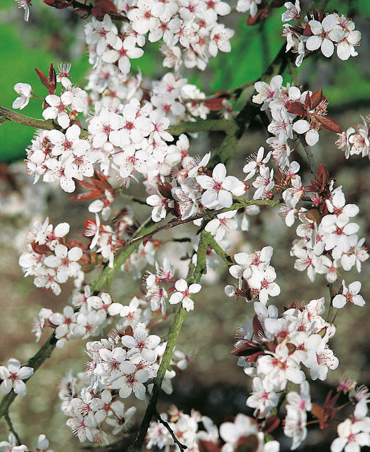 Prunus cerasifera, 60-100 cm (Barrot) – bild 1