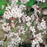 Prunus cerasifera, 60-100 cm (Barrot) – bild 1