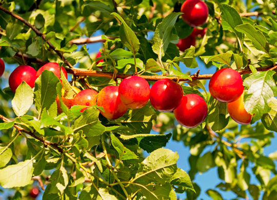 Prunus cerasifera, 60-100 cm (Barrot) – bild 3