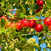 Prunus cerasifera, 60-100 cm (Barrot) – bild 3