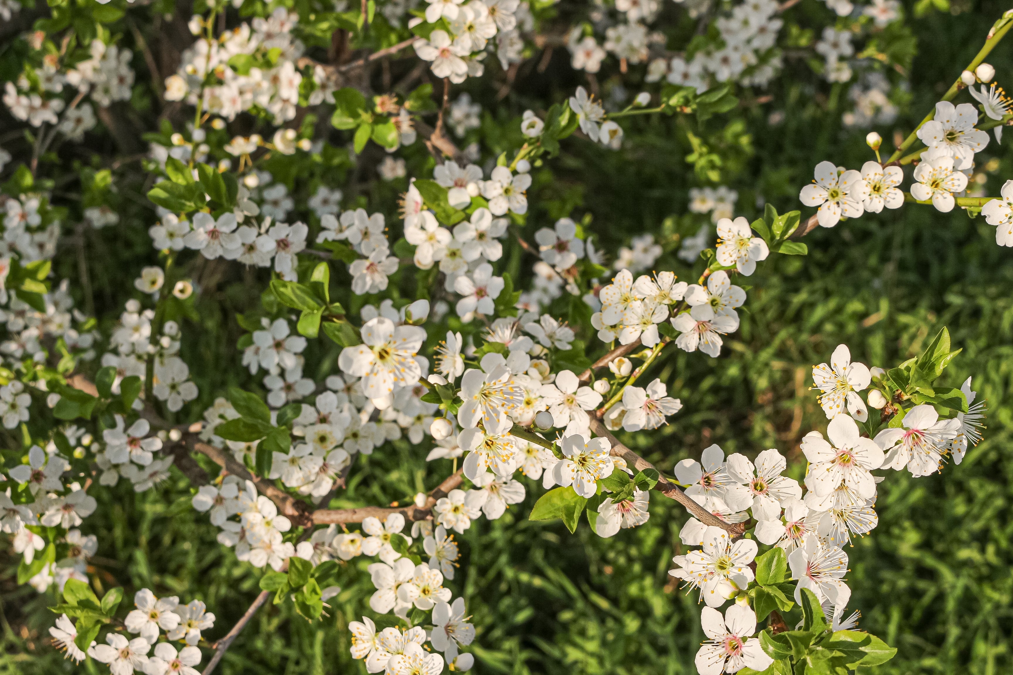 Prunus cerasifera, 60-100 cm (Barrot) – bild 1