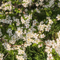 Prunus cerasifera, 60-100 cm (Barrot) – bild 4