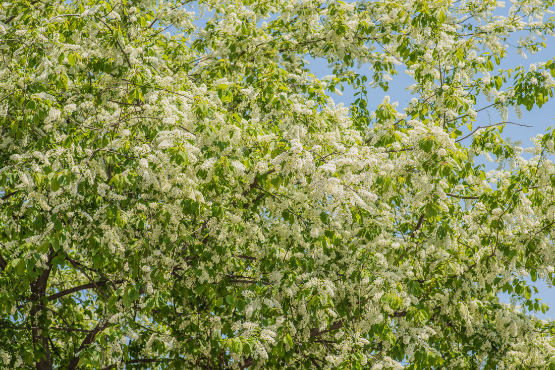Prunus padus, 50-80 cm (Barrot) – bild 1