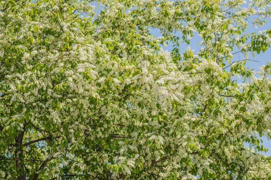 Prunus padus, 50-80 cm (Barrot) – bild 1