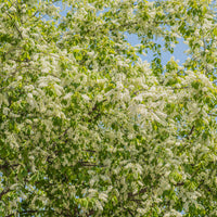 Prunus padus, 50-80 cm (Barrot) – bild 1