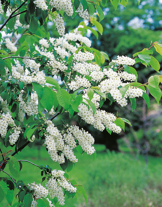 Prunus padus, 50-80 cm (Barrot) – bild 2