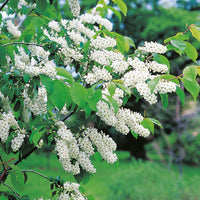 Prunus padus, 50-80 cm (Barrot) – bild 2