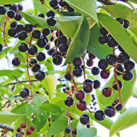 Prunus padus, 50-80 cm (Barrot) – bild 4