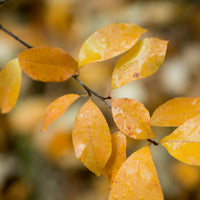 Prunus padus, 50-80 cm (Barrot) – bild 5