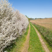 Prunus spinosa, 50-80 cm (Barrot) – bild 1