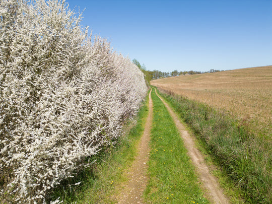Prunus spinosa, 50-80 cm (Barrot) – bild 1