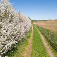 Prunus spinosa, 50-80 cm (Barrot) – bild 1