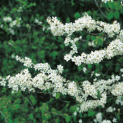 Prunus spinosa, 50-80 cm (Barrot) – bild 2